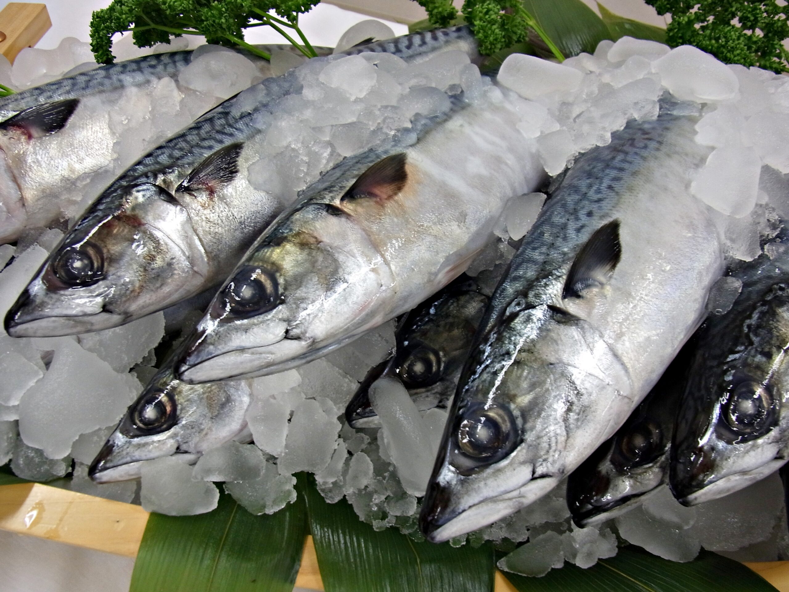 銚子の漁業 銚子市観光協会