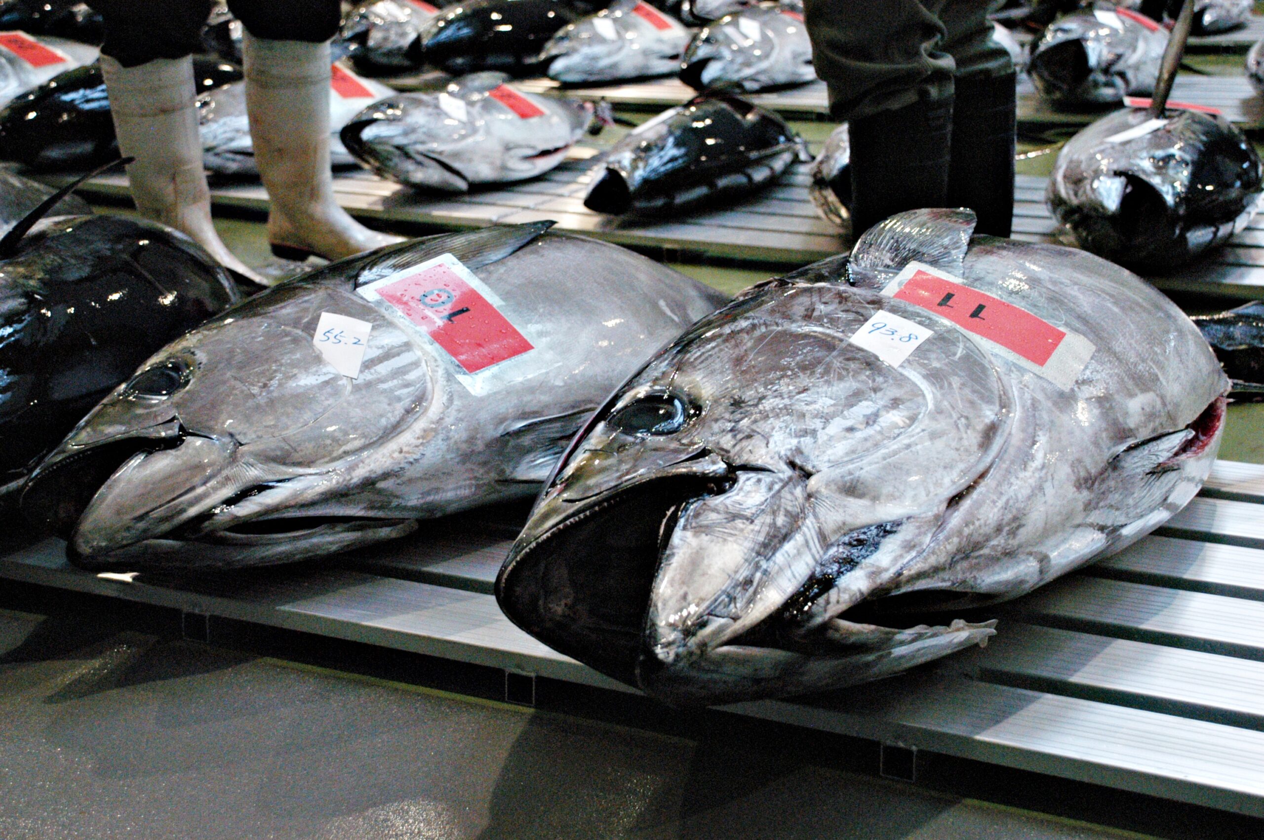 銚子漁港第一魚市場（マグロ）1