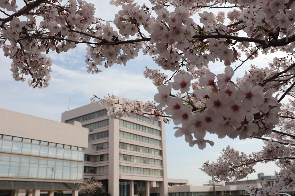 市役所の桜1000×667