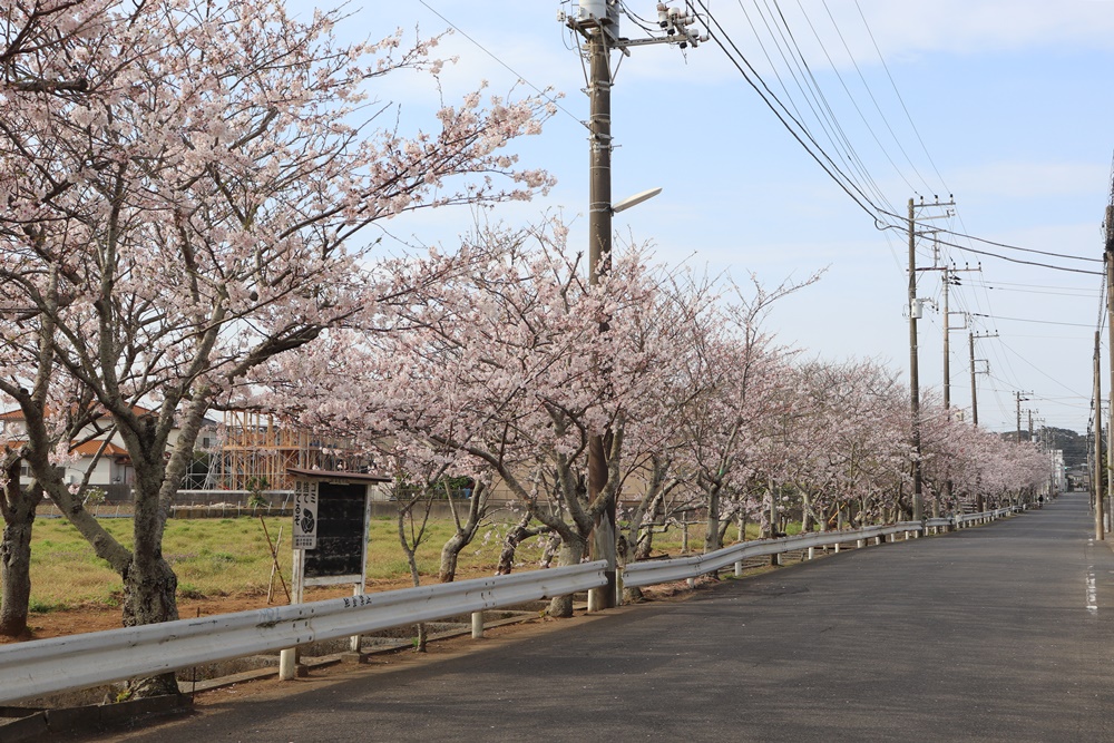 桜川の桜1000×667