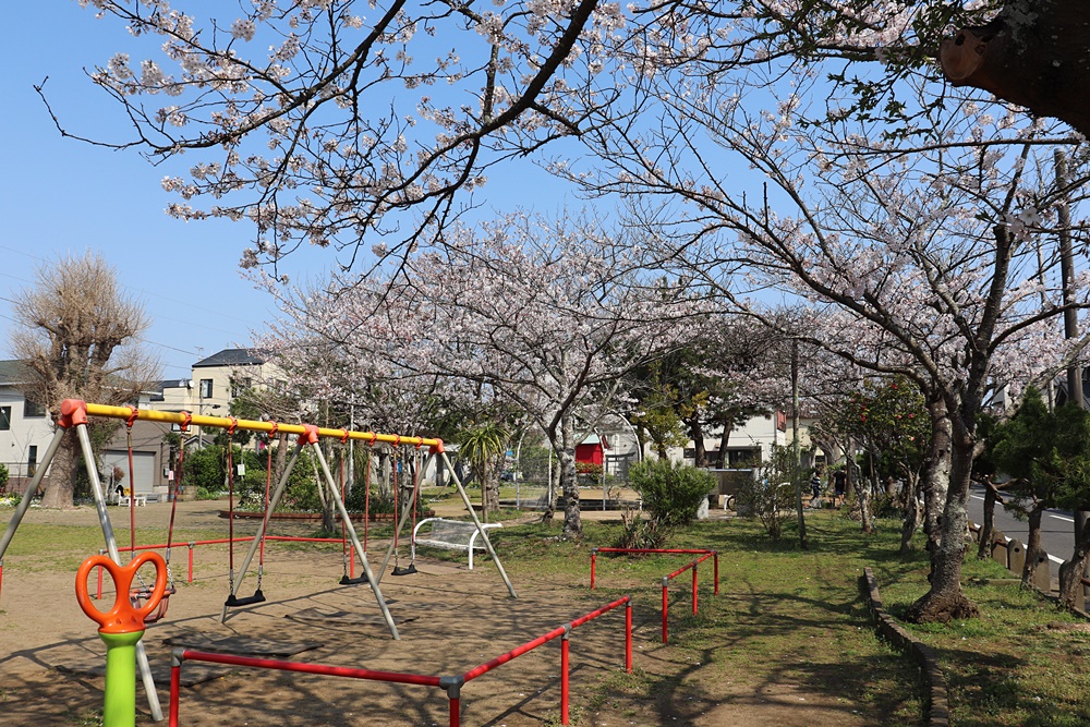 陣屋町公園の桜④1000×667