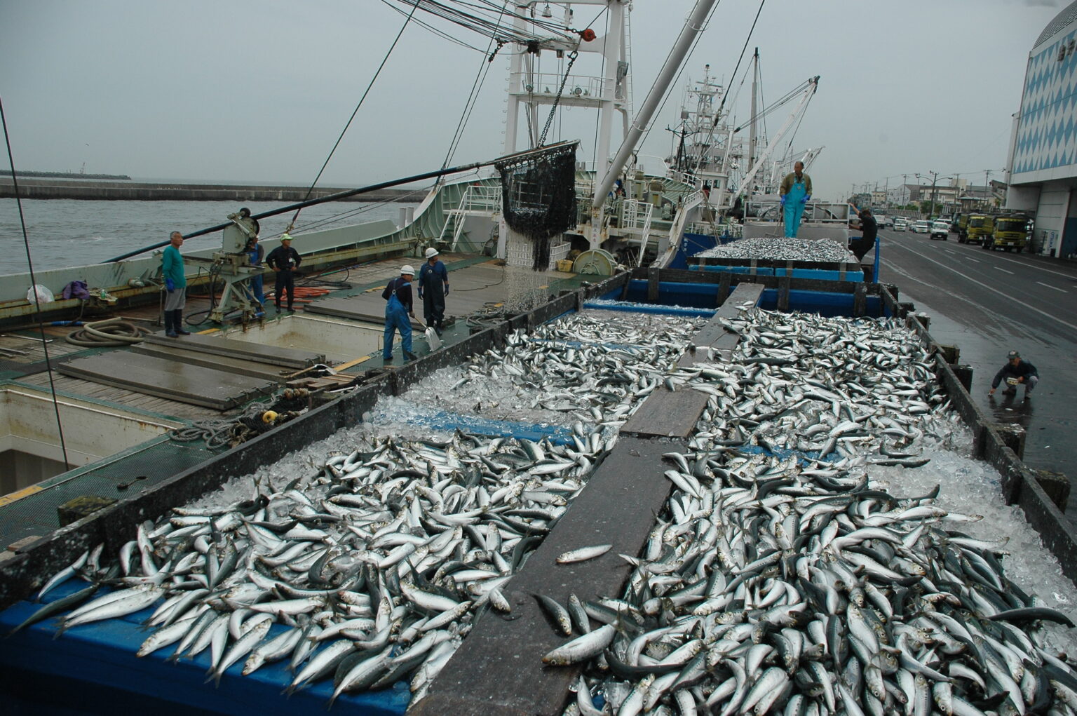 今が旬 脂が乗った入梅いわし 銚子市観光協会 今が旬 脂が乗った入梅いわし 銚子市観光協会