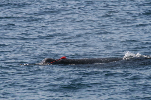 銚子沖のイルカやクジラ達を守りたい ー海洋ゴミ問題への挑戦ー 銚子市観光協会